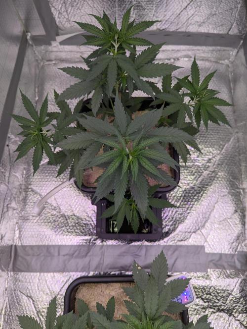 RQS ~ North ThunderFuck. Week 5