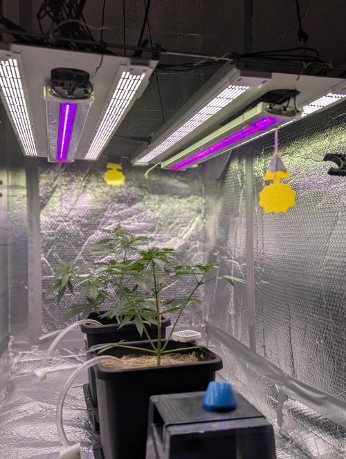 RQS ~ North ThunderFuck. Week 5