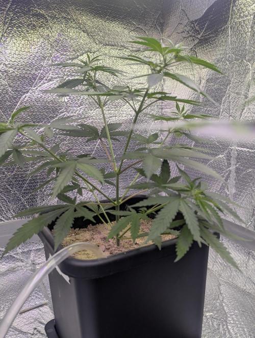 RQS ~ North ThunderFuck. Week 5