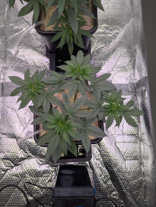 RQS~Astro lemonade. Week 5