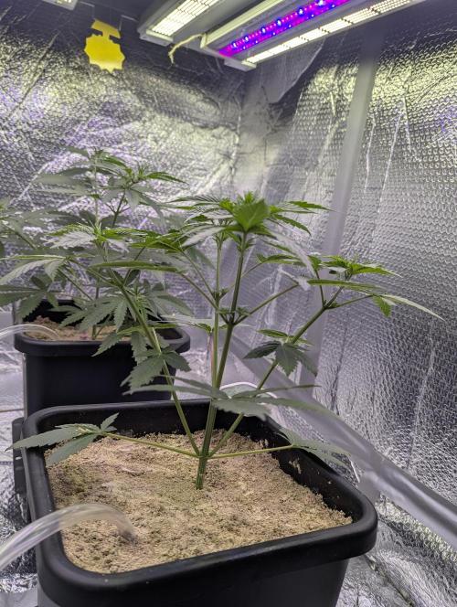 RQS~Astro lemonade. Week 5