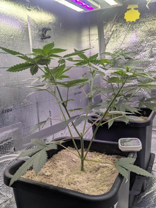 RQS~Astro lemonade. Week 5