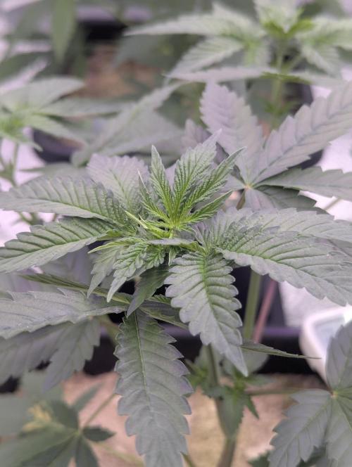 RQS~Astro lemonade. Week 5