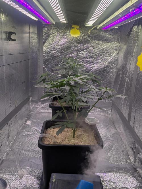 RQS~Astro lemonade. Week 5