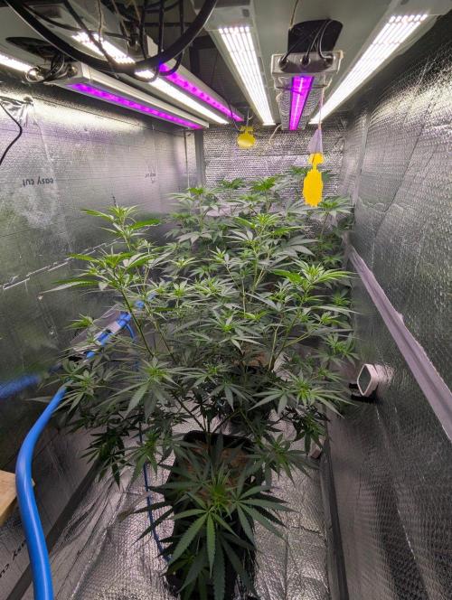 RQS~Astro lemonade. Week 10
