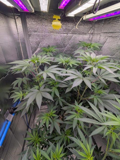 RQS~Astro lemonade. Week 10