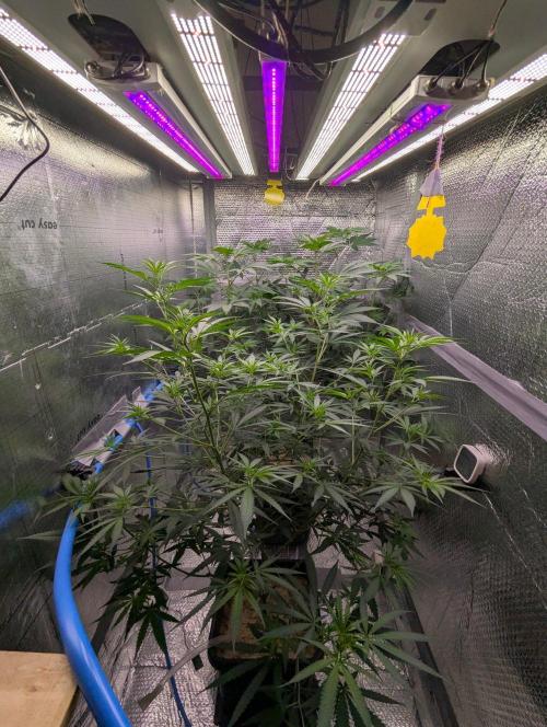 RQS~Astro lemonade. Week 10