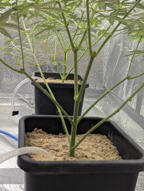 RQS~Astro lemonade. Week 10
