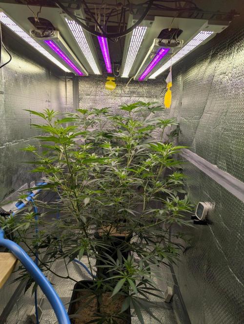 RQS ~ North ThunderFuck. Week 10