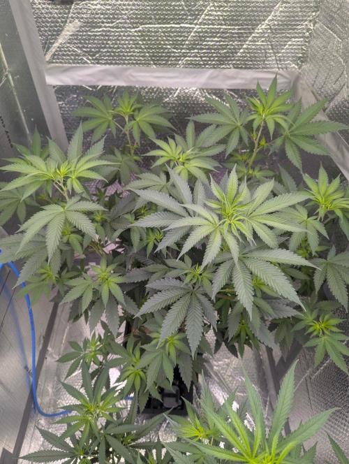 RQS ~ North ThunderFuck. Week 10
