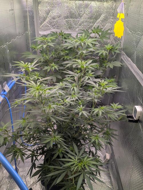 RQS ~ North ThunderFuck. Week 10