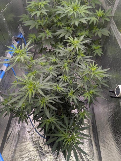 RQS ~ North ThunderFuck. Week 10