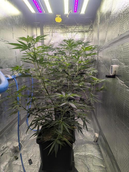 RQS ~ North ThunderFuck. Week 10