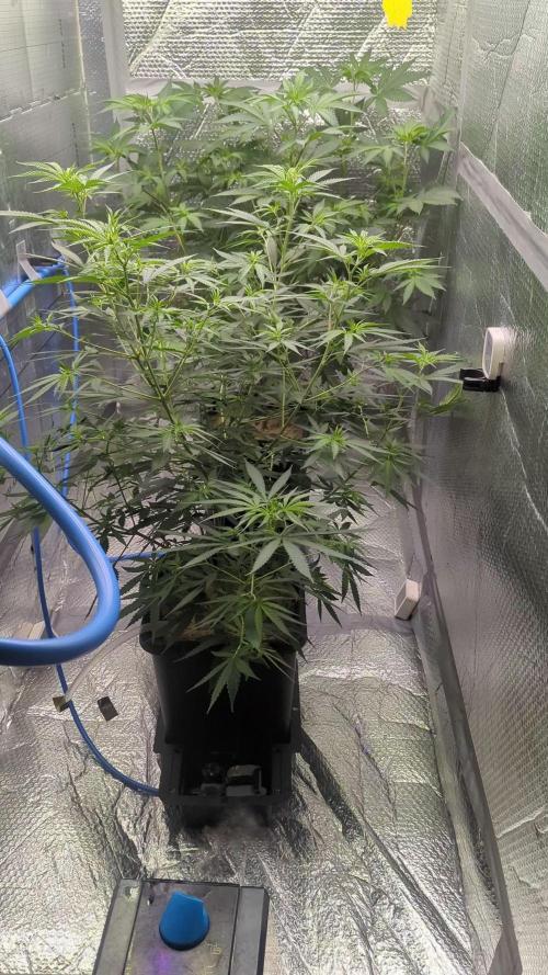 RQS ~ North ThunderFuck