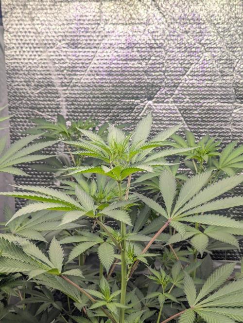 RQS ~ North ThunderFuck. Week 11