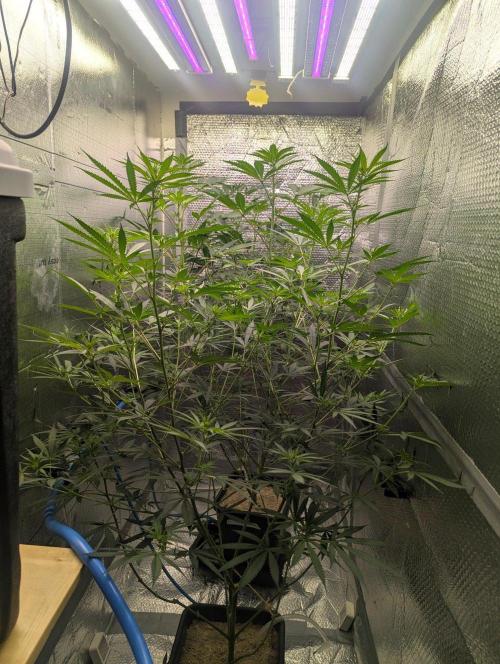 RQS ~ North ThunderFuck. Week 11