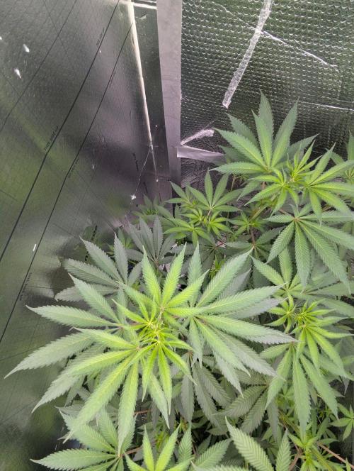 RQS ~ North ThunderFuck. Week 11