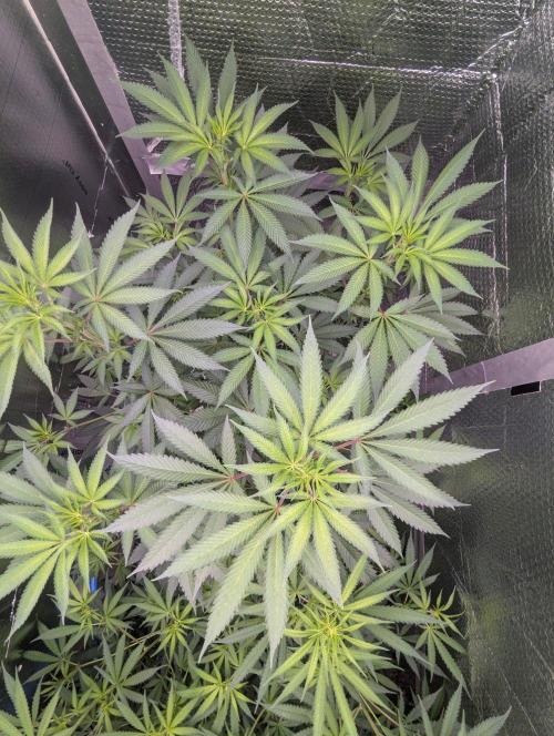 RQS ~ North ThunderFuck. Week 11