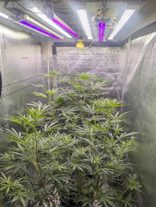 RQS~Astro lemonade. Week 11