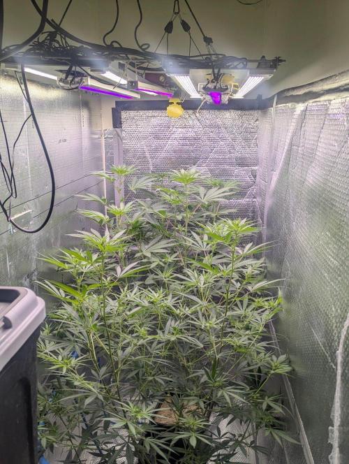 RQS~Astro lemonade. Week 11