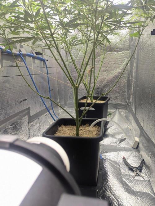 RQS~Astro lemonade. Week 11