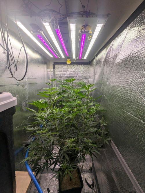 RQS~Astro lemonade. Week 11