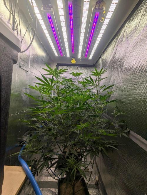 RQS~Astro lemonade. Week 11