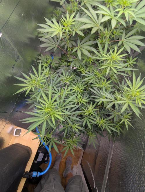 RQS~Astro lemonade. Week 11
