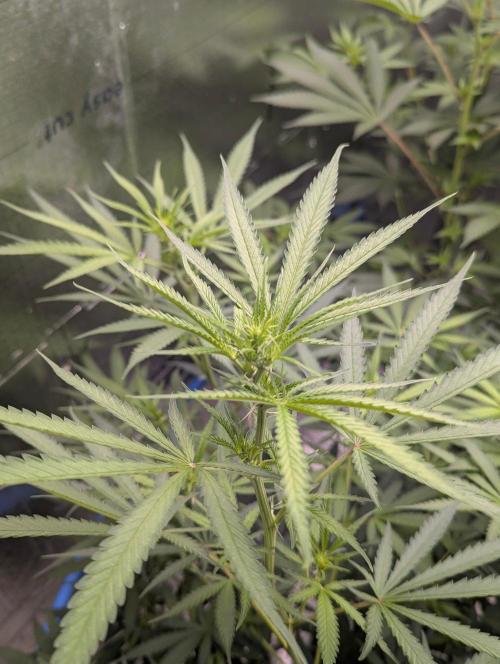 RQS~Astro lemonade. Week 11