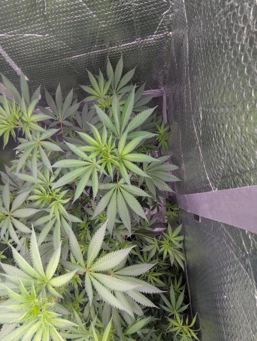RQS~Astro lemonade. Week 11