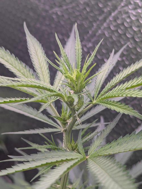 RQS~Astro lemonade. Week 11