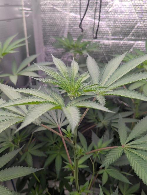 RQS~Astro lemonade. Week 11
