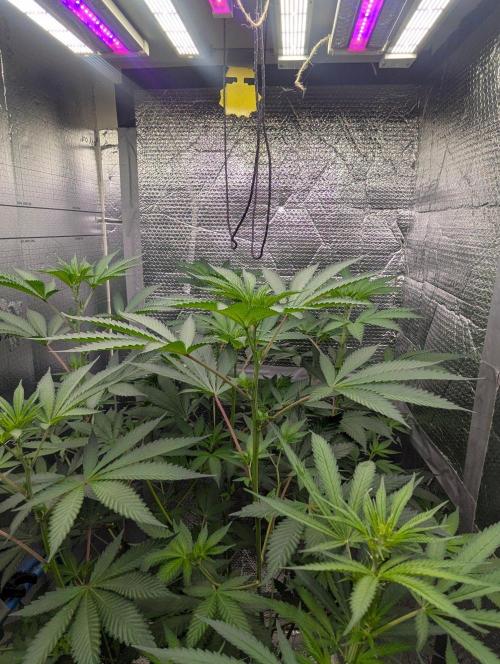 RQS~Astro lemonade. Week 11