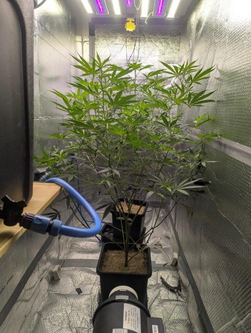 RQS~Astro lemonade. Week 11