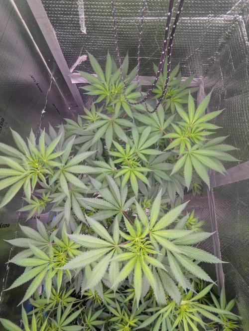 RQS~Astro lemonade. Week 11