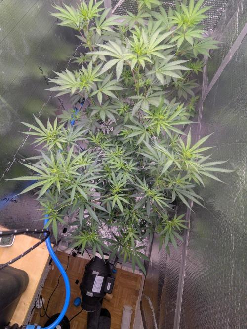 RQS~Astro lemonade. Week 11