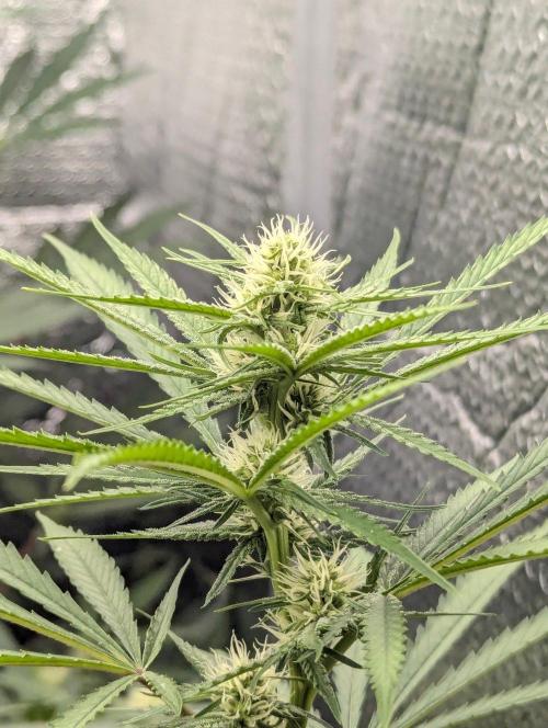 RQS ~ North ThunderFuck. Week 12