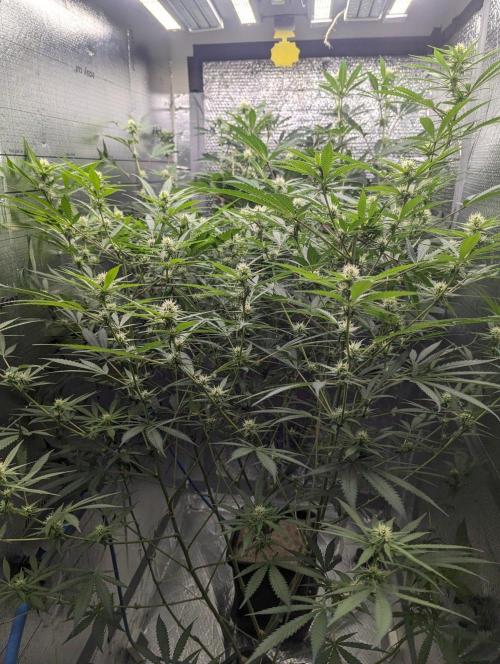 RQS ~ North ThunderFuck. Week 12