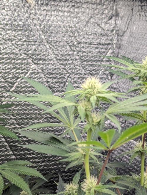 RQS ~ North ThunderFuck. Week 12