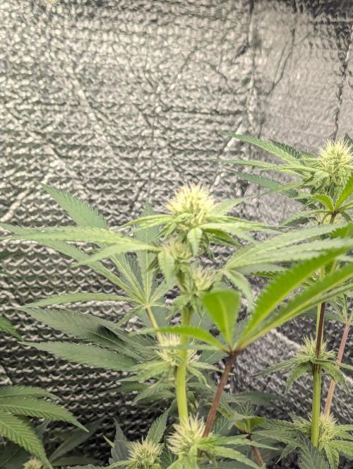RQS ~ North ThunderFuck. Week 12