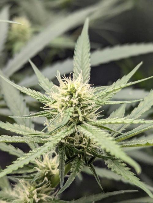 RQS ~ North ThunderFuck. Week 12