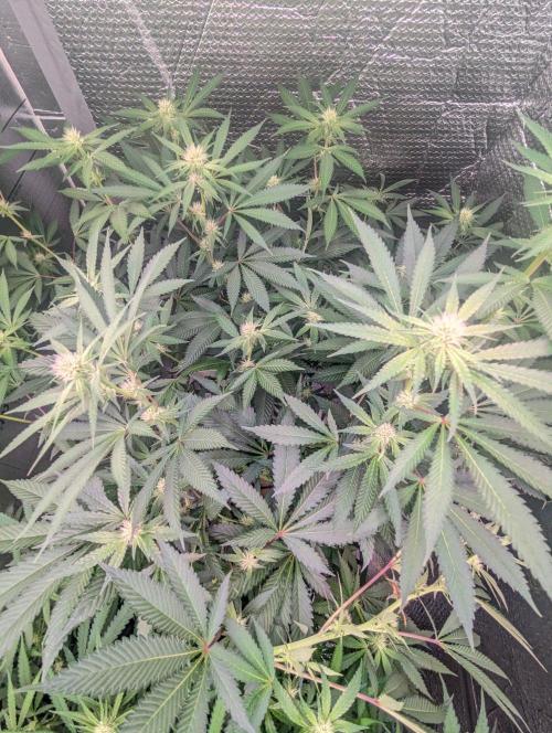 RQS ~ North ThunderFuck. Week 12