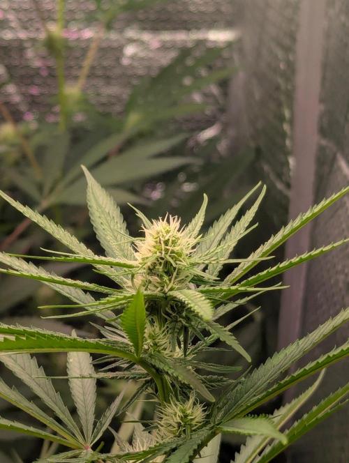 RQS ~ North ThunderFuck. Week 12
