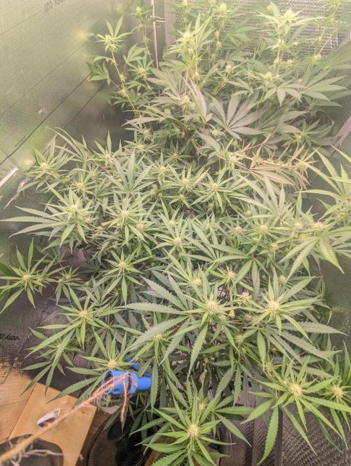 RQS ~ North ThunderFuck. Week 12