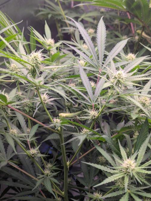 RQS ~ North ThunderFuck. Week 12