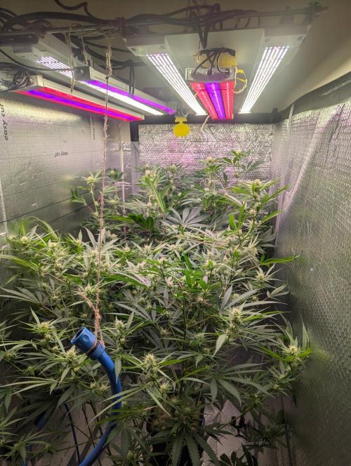 RQS ~ North ThunderFuck. Week 12