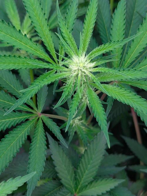 RQS ~ North ThunderFuck. Week 12