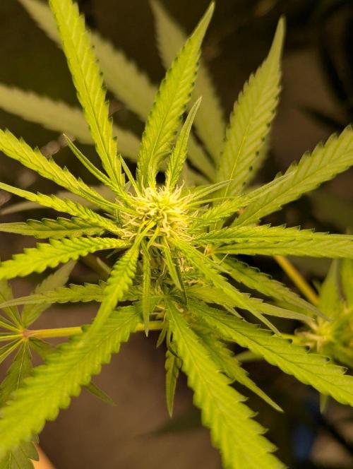 RQS ~ North ThunderFuck. Week 12