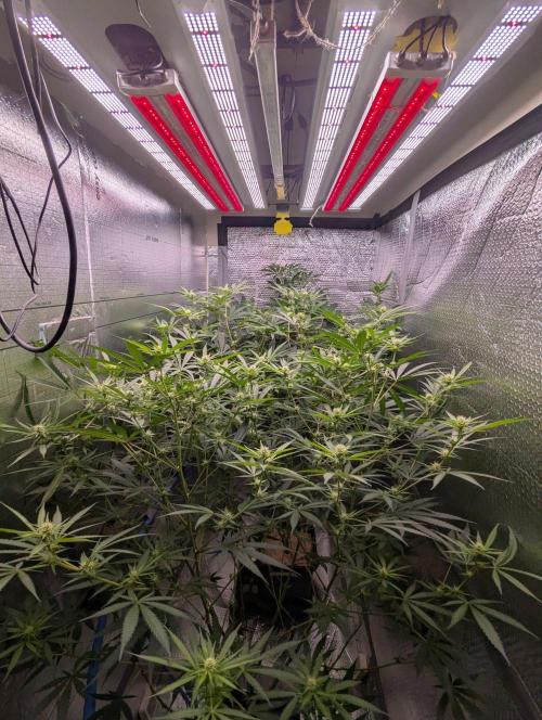 RQS ~ North ThunderFuck. Week 12