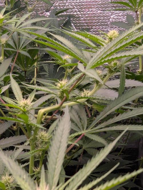 RQS ~ North ThunderFuck. Week 12